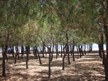 Pineta_Beach